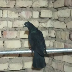 kepderi