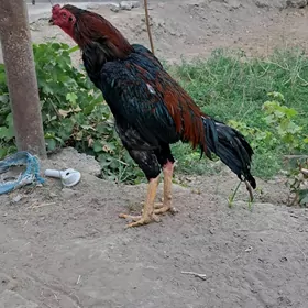 Baỳsok horaz