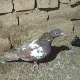 kepderi