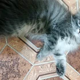 котята
