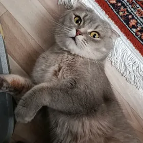 Шотландская кошка