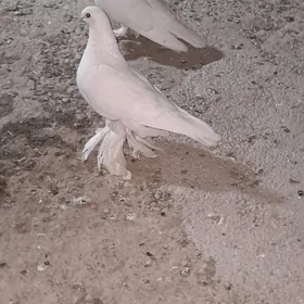 kepderi