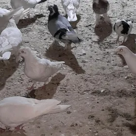 kepderi