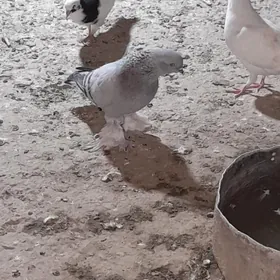 kepderi