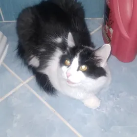 Кошка