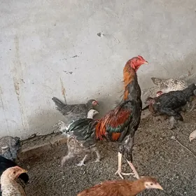 7 aydan geçti