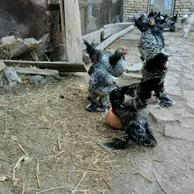 хораз