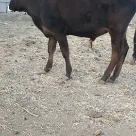 öküz