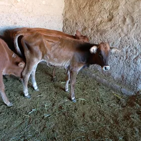 Gulajynlar