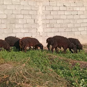 TOKLI
