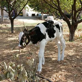 okuzçe