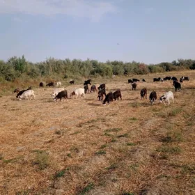 Geci
