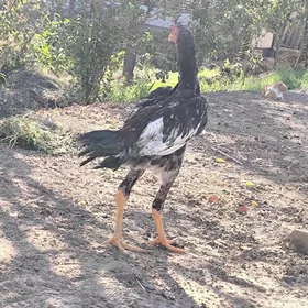 Baysow