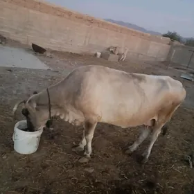 sygyr