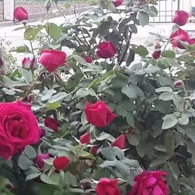 САТЛЫК ЖАЙ