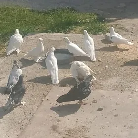 kepderi