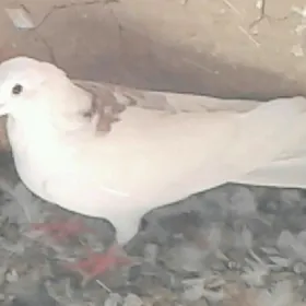 Kepderi