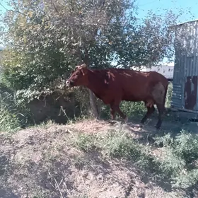 goleli sygyr