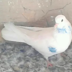 Kepderi