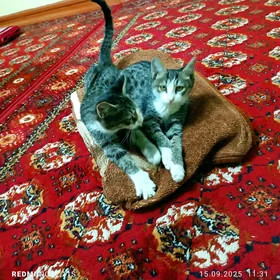 Два катёнка Iki Pişik