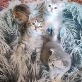 Шотландские шиншиллы