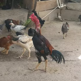 Paroda Horaz 1 yasan