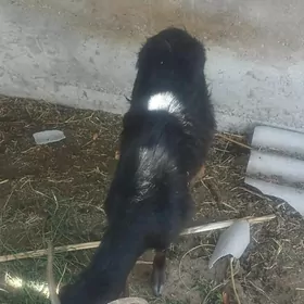 geci