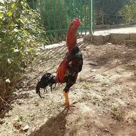 Horaz