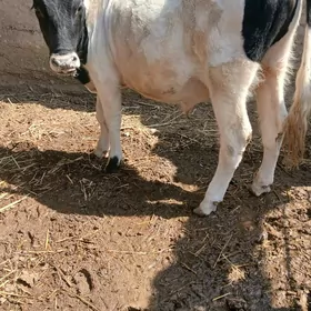 okuzce