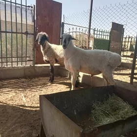 goç