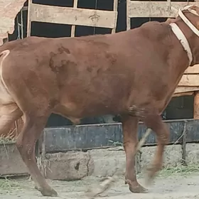 öküz