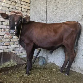 oküz