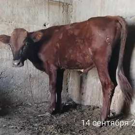 okuz kelek yasana yeten