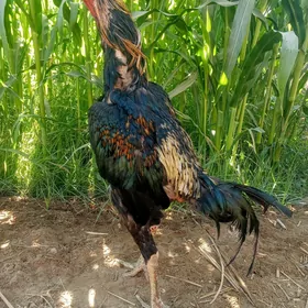 jüyje
