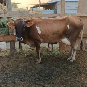 Sygyr