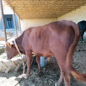 2 sany parodny öküz