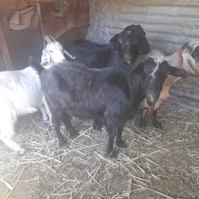 geci
