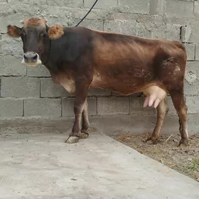 ŞİWES TOHUM SYGYR