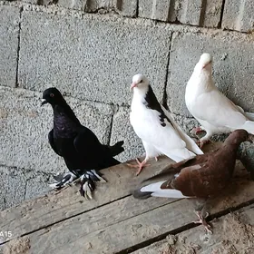 kepderi