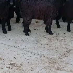 Baklan çebiş
