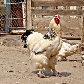horaz