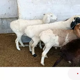 Tohum koçkar, koy...