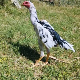 baysow jůje