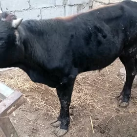 öküz