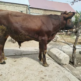 Öküz