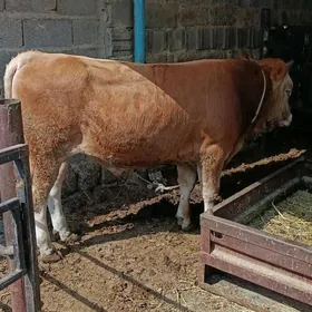 okuz 6 sani uli zatlar