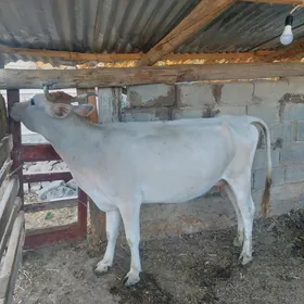Sygyr