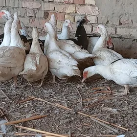 индаутга ордэк