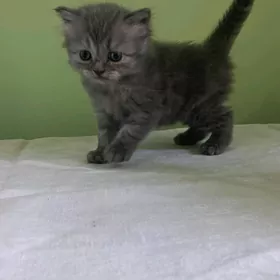 шотландские котята
