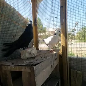 kepderi